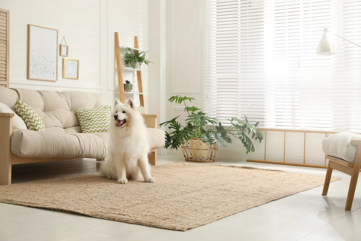 Stylish and Pet-Friendly Furniture That Actually Works